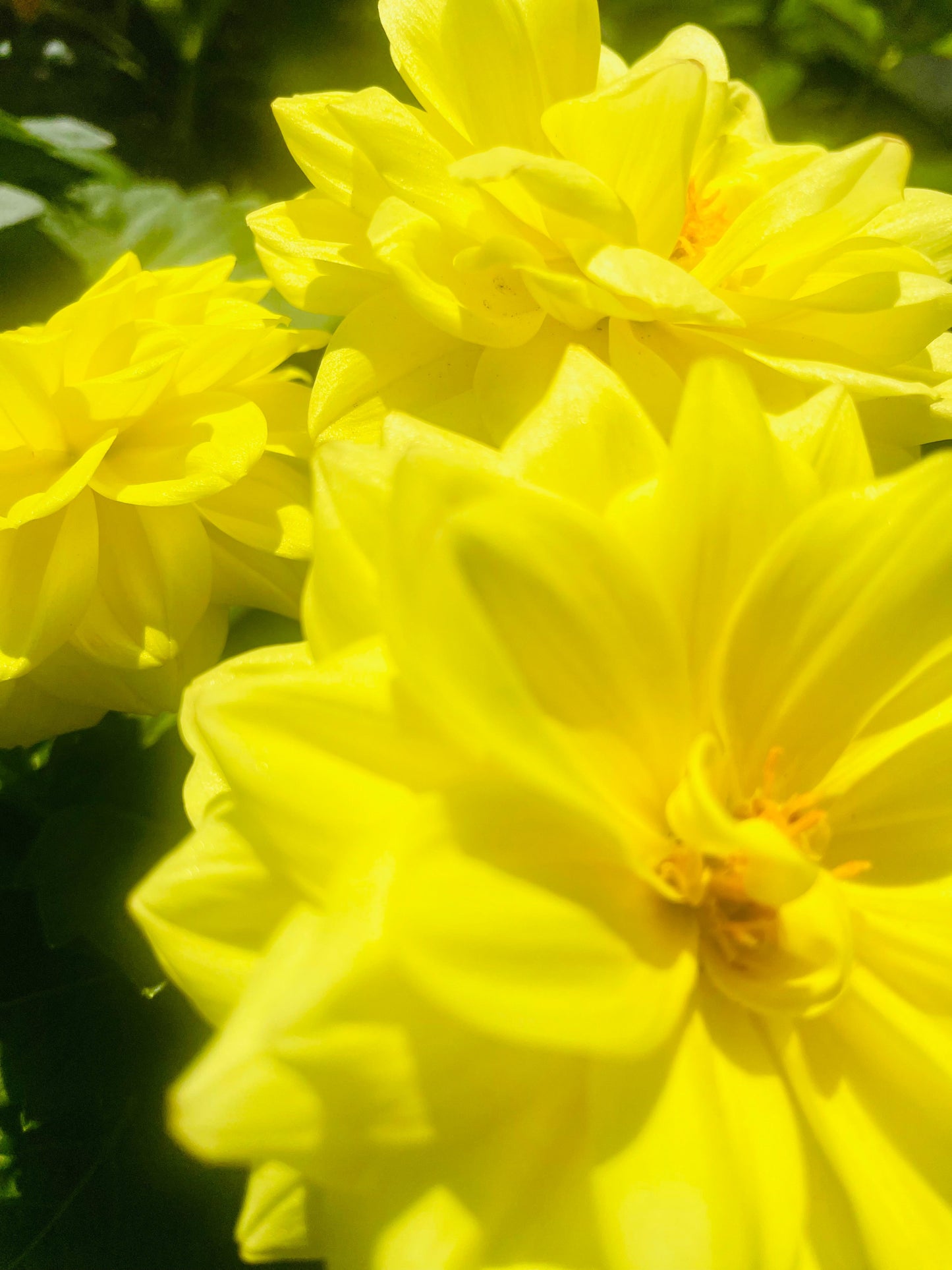 Close-up of bright yellow flowers with a blurred green background