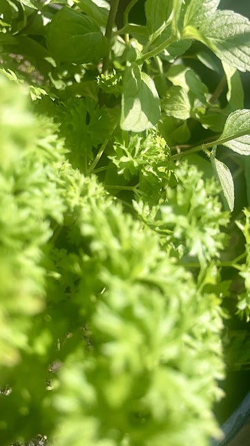 Close-up of green leafy vegetables with a blurred background
