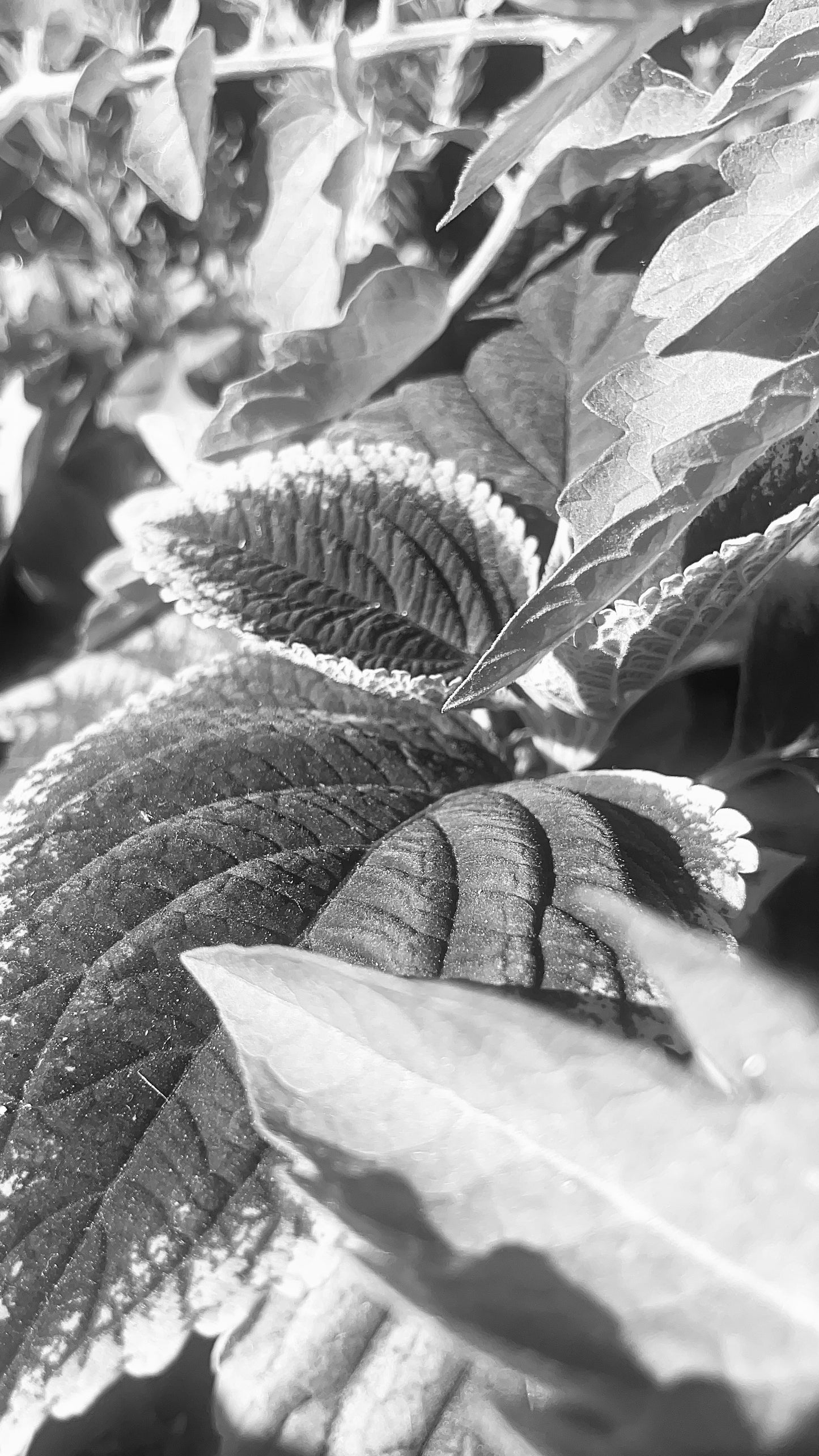 B & W Focused Coleus Photo