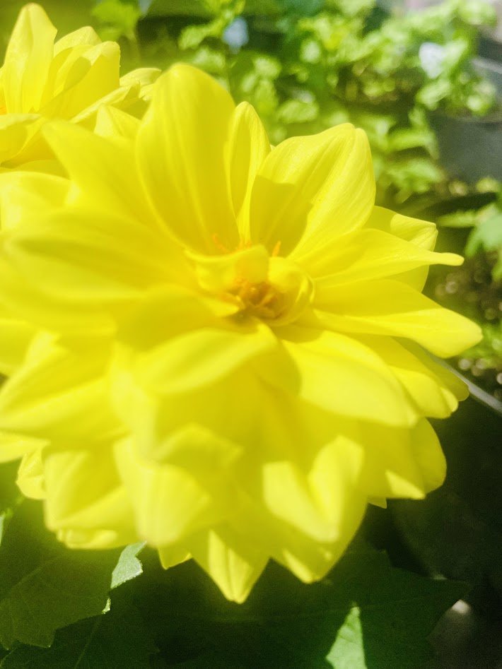 Premium Dahlia Photos In 4K Orange & Yellow 4 Pack