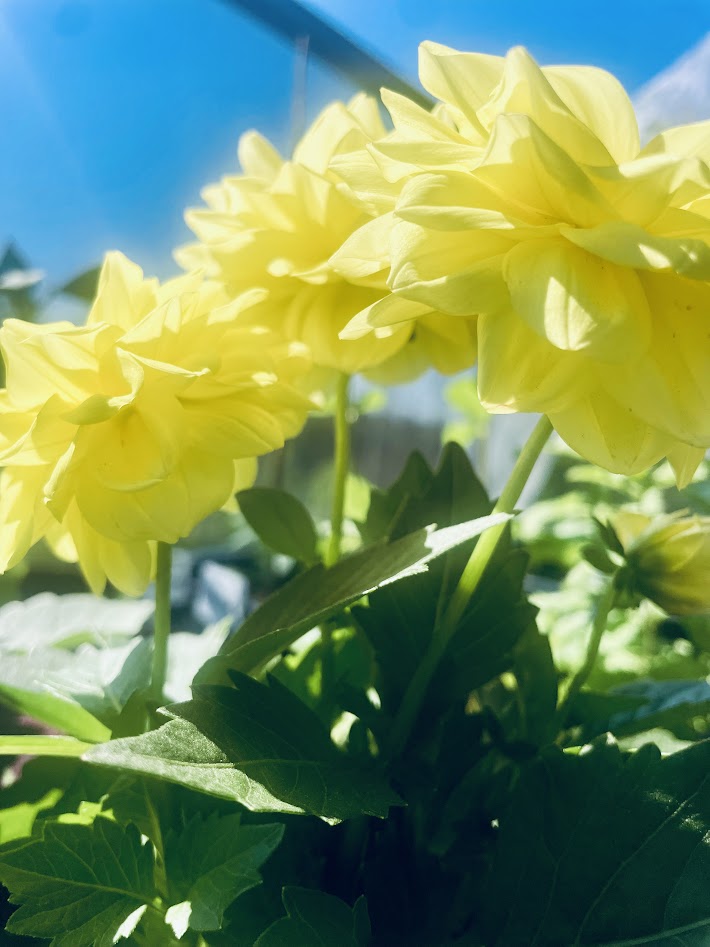 Dahlia 4K Photo 3 Pack Prefect For Picture Frames