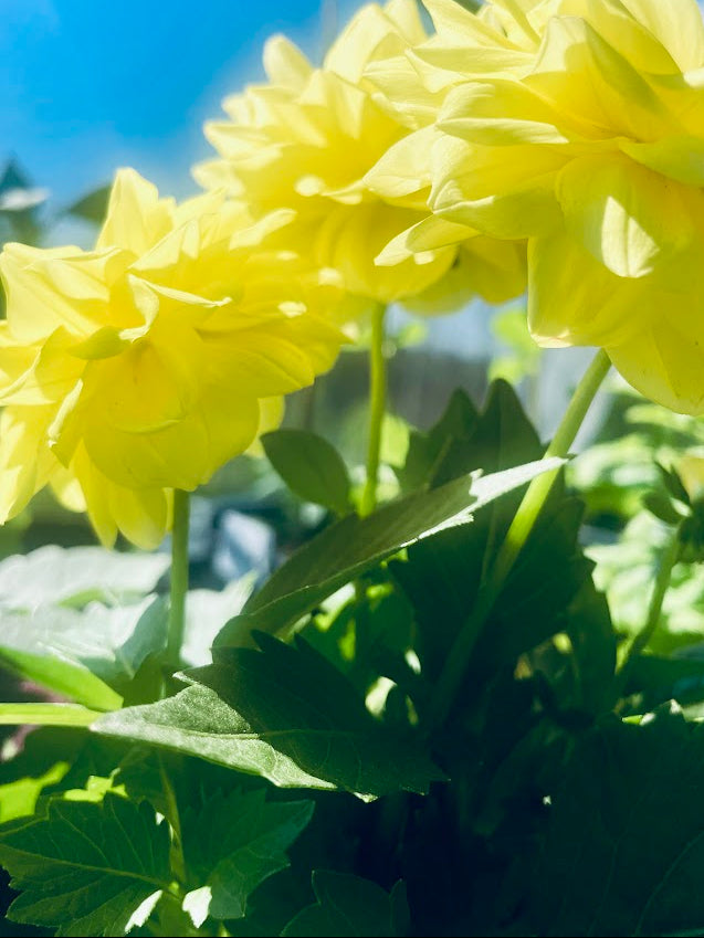 Close-up of bright yellow flowers with green leaves against a blurred background