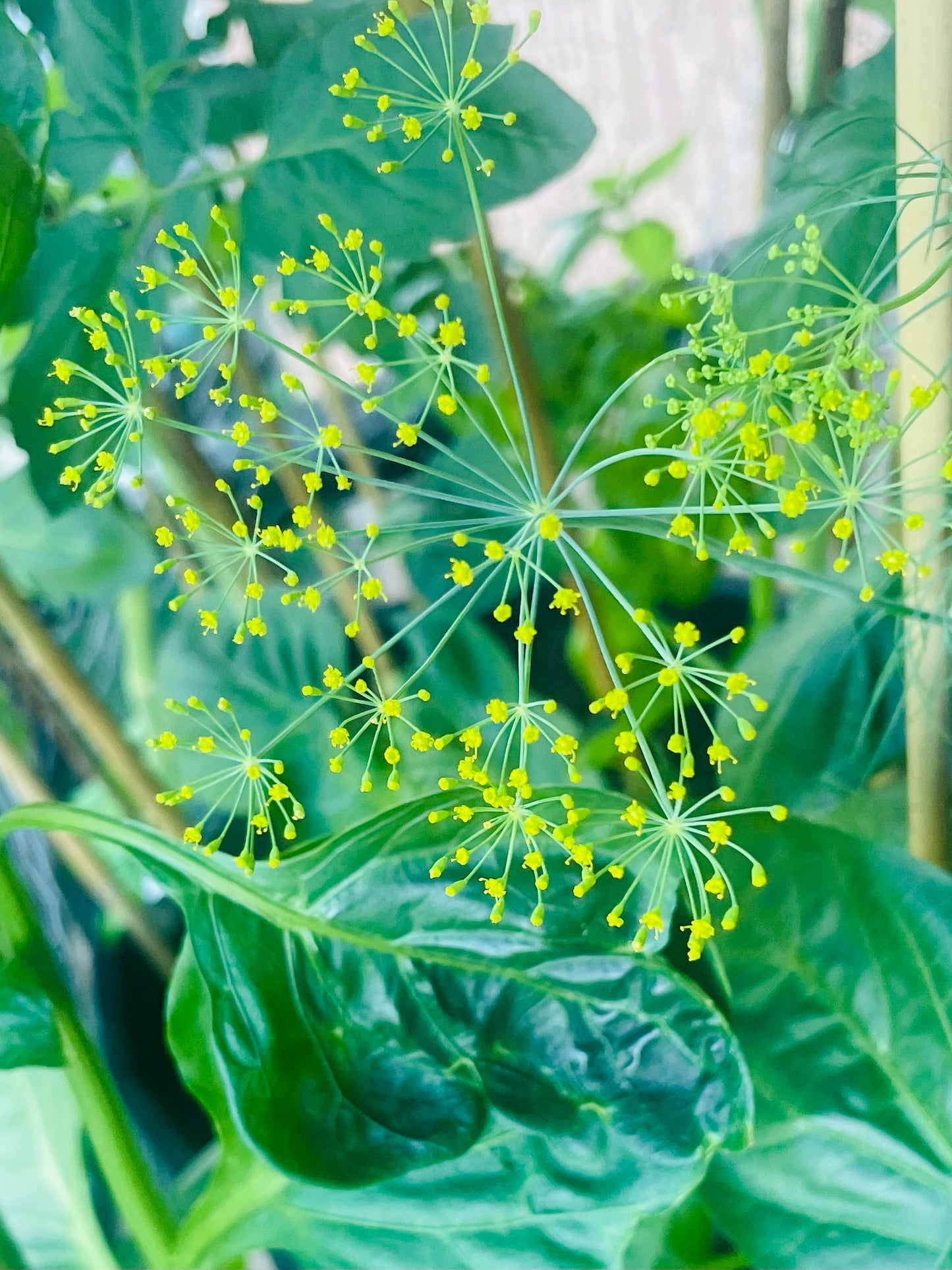 Dill Flowers Up Close Focused 4K View Photo