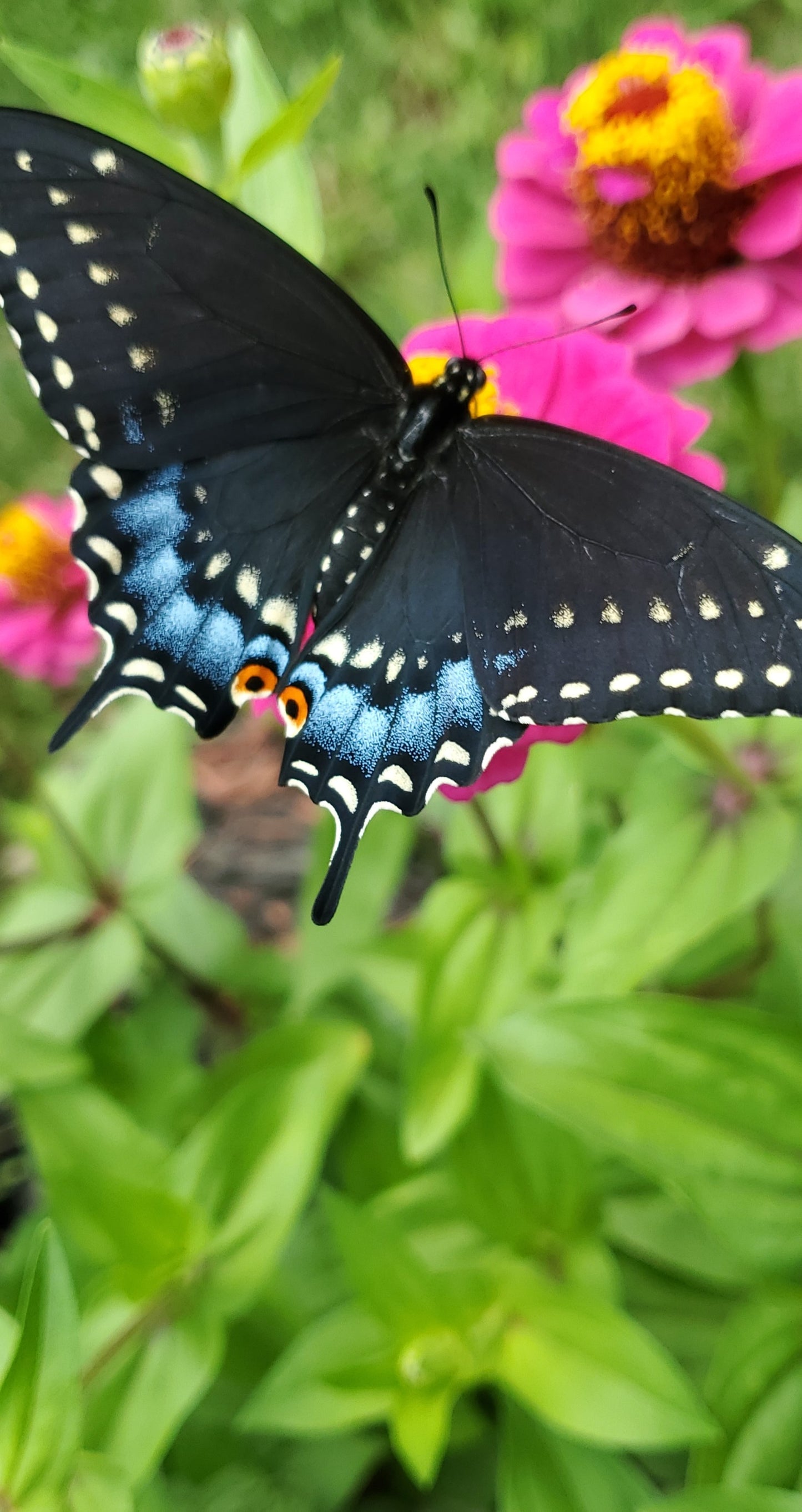 Butterfly on a pink flower with green leaves in the background