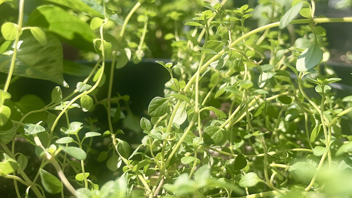 Close Up Lemon Thyme Plant Photo In 4K