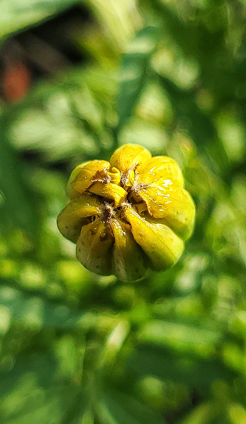 Close-up of a yellow flower bud with green leaves in the background
