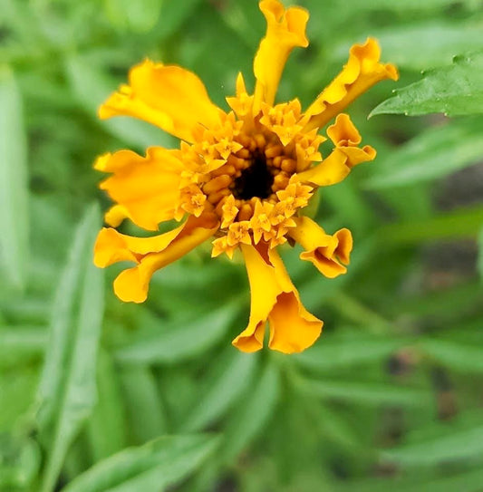 Close-up of a bright yellow flower with green leaves in the background