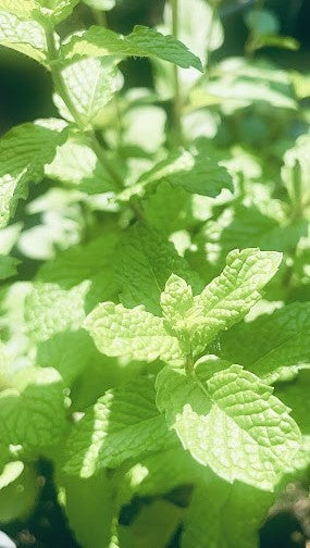 Close 4K Photo Of Mint Plants