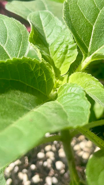 Young Sunflower Close Up Photo 4K