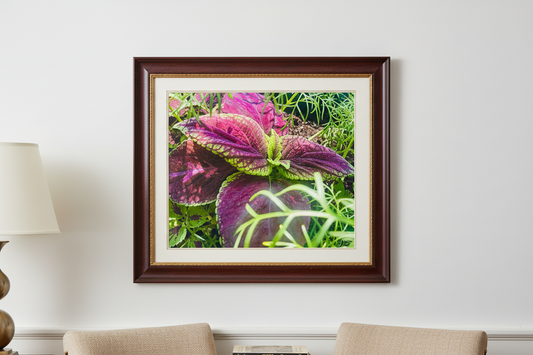 Coleus Framed Wall Art