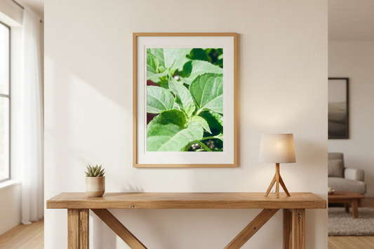 Sunflower Plant 4K - Framed on Wall
