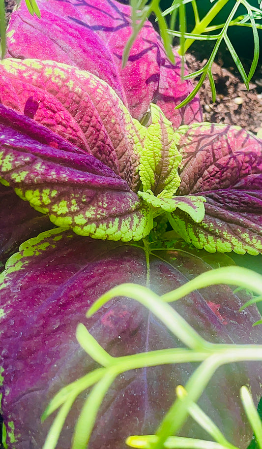 Coleus 4K Photo In Quality Close View