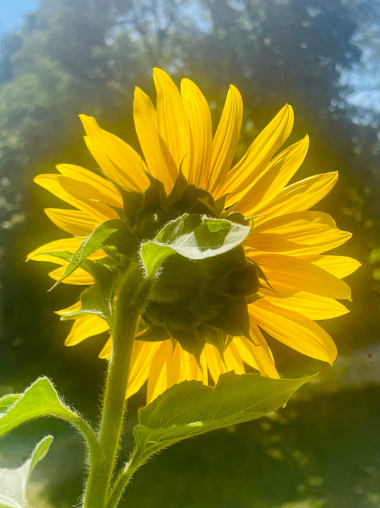 Sunflower Behind View Focused 4K Photo
