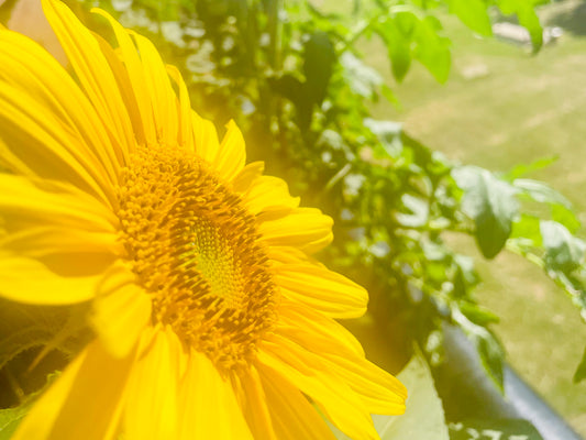 Bright Sunflower 4K Photo Focused Side View