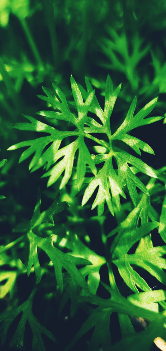 Close-up of green leafy plants