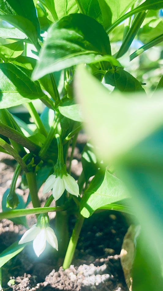 Close view Of Cayenne Pepper Flowers & Plant In 4K