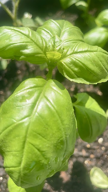4K Photo Close Up Basil Plant
