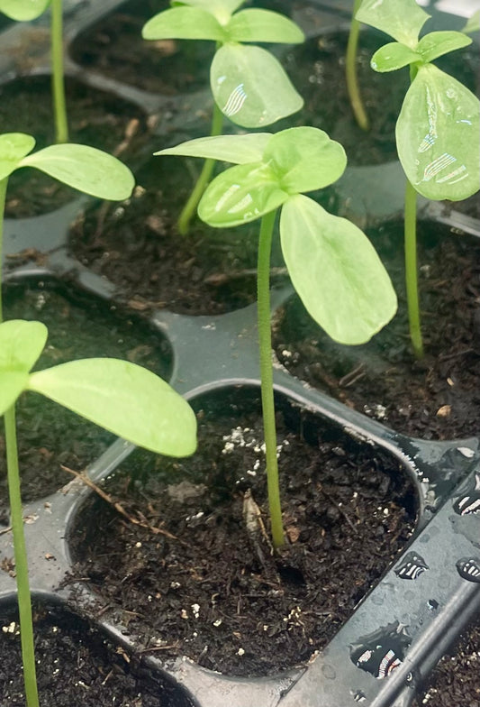 Seedlings 4K Photo Focused View