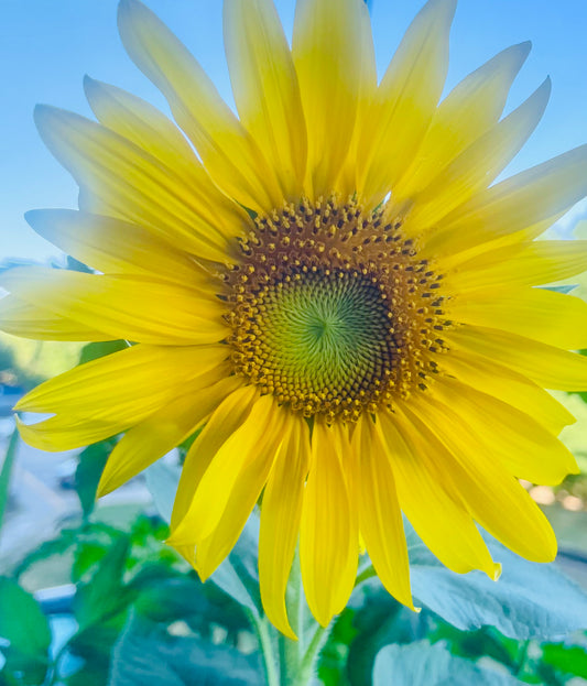 A Bright Stunning 4K Photo of Sunflower Focused View