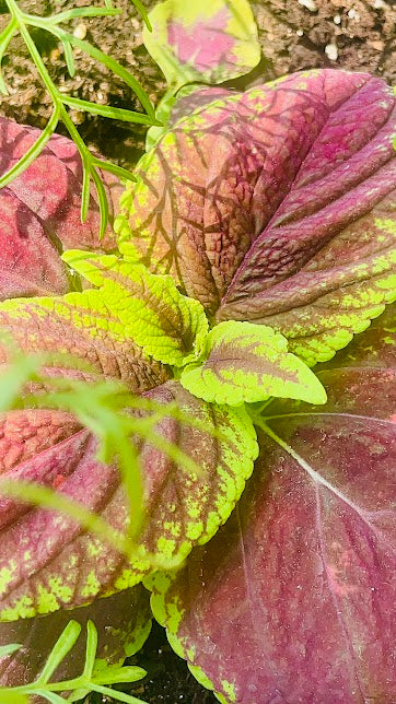 Young Coleus Plant Photo In 4K