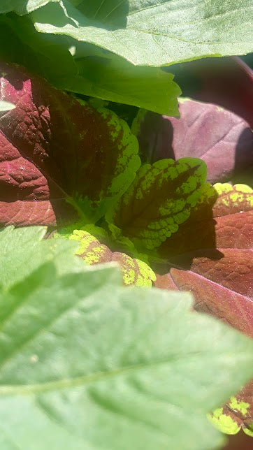 Close-up of green leaves with a blurred background