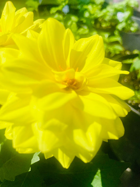 Dahlia 4K Photo 3 Pack Prefect For Picture Frames