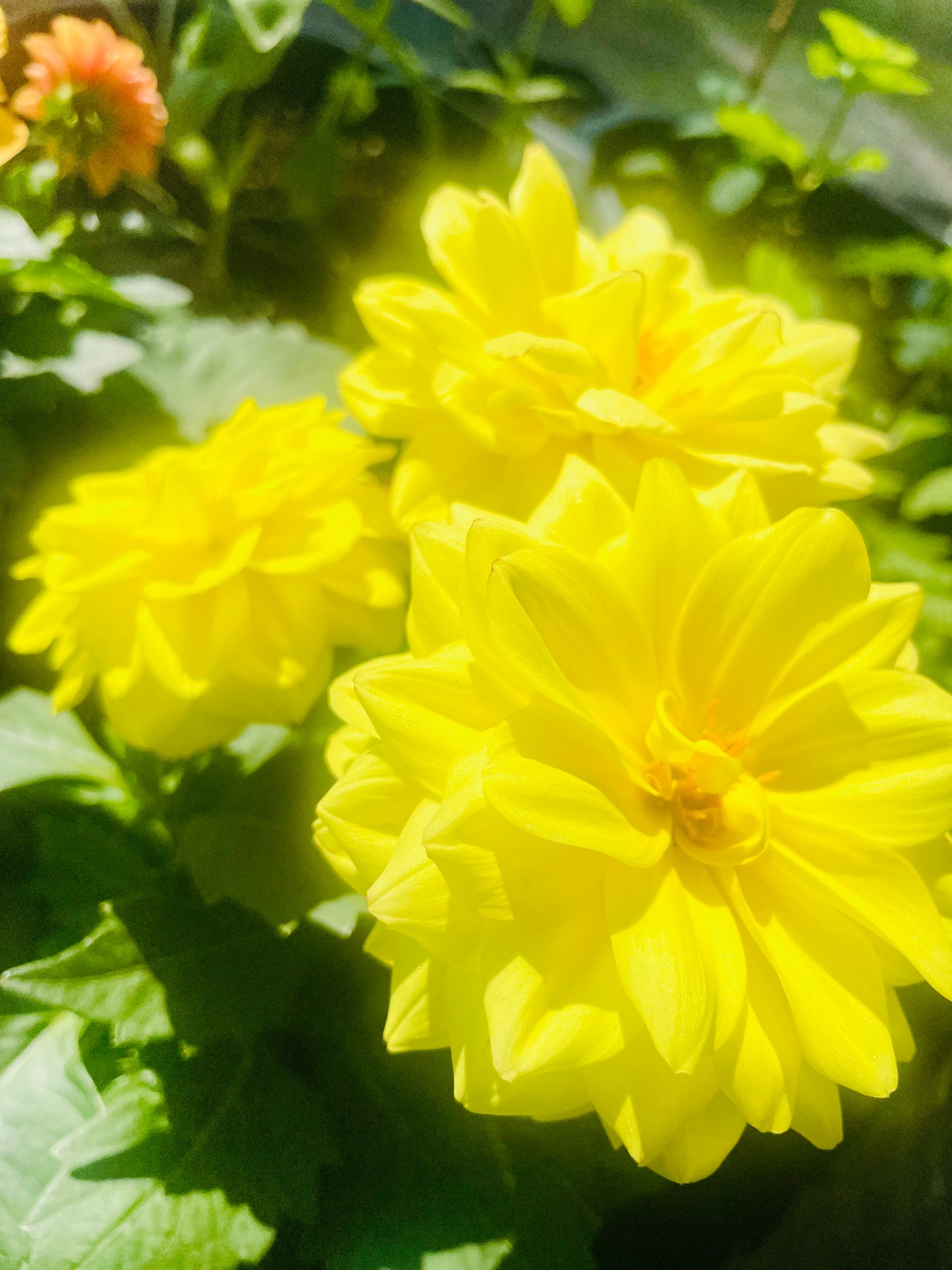 Dahlia 4K Photo 3 Pack Prefect For Picture Frames