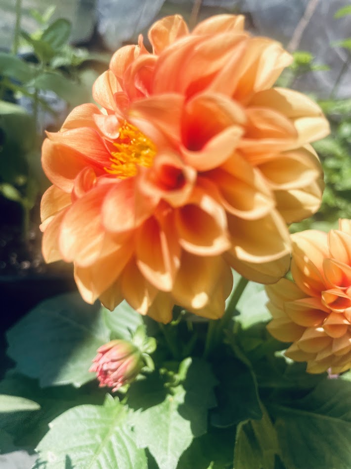 Dahlia Plant Flower In 4K Photo (Orange)