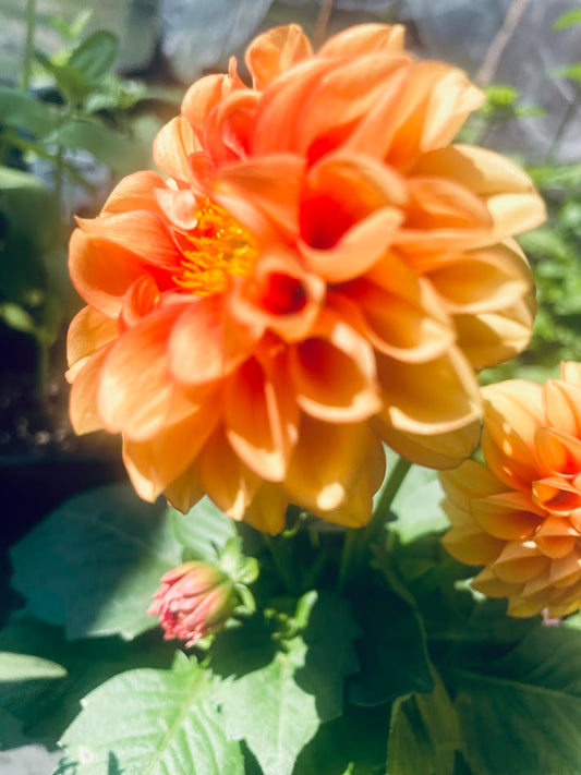 Dahlia Plant Flower In 4K Photo (Orange)