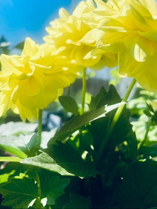 Close-up of bright yellow flowers with green leaves against a blurred background