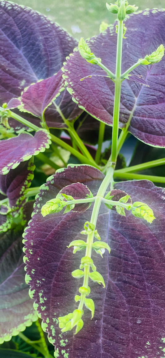 4K Photo Of Flowering Coleus Wallpaper Picture