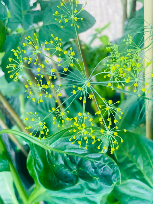 Dill Flowers Up Close Focused 4K View Photo