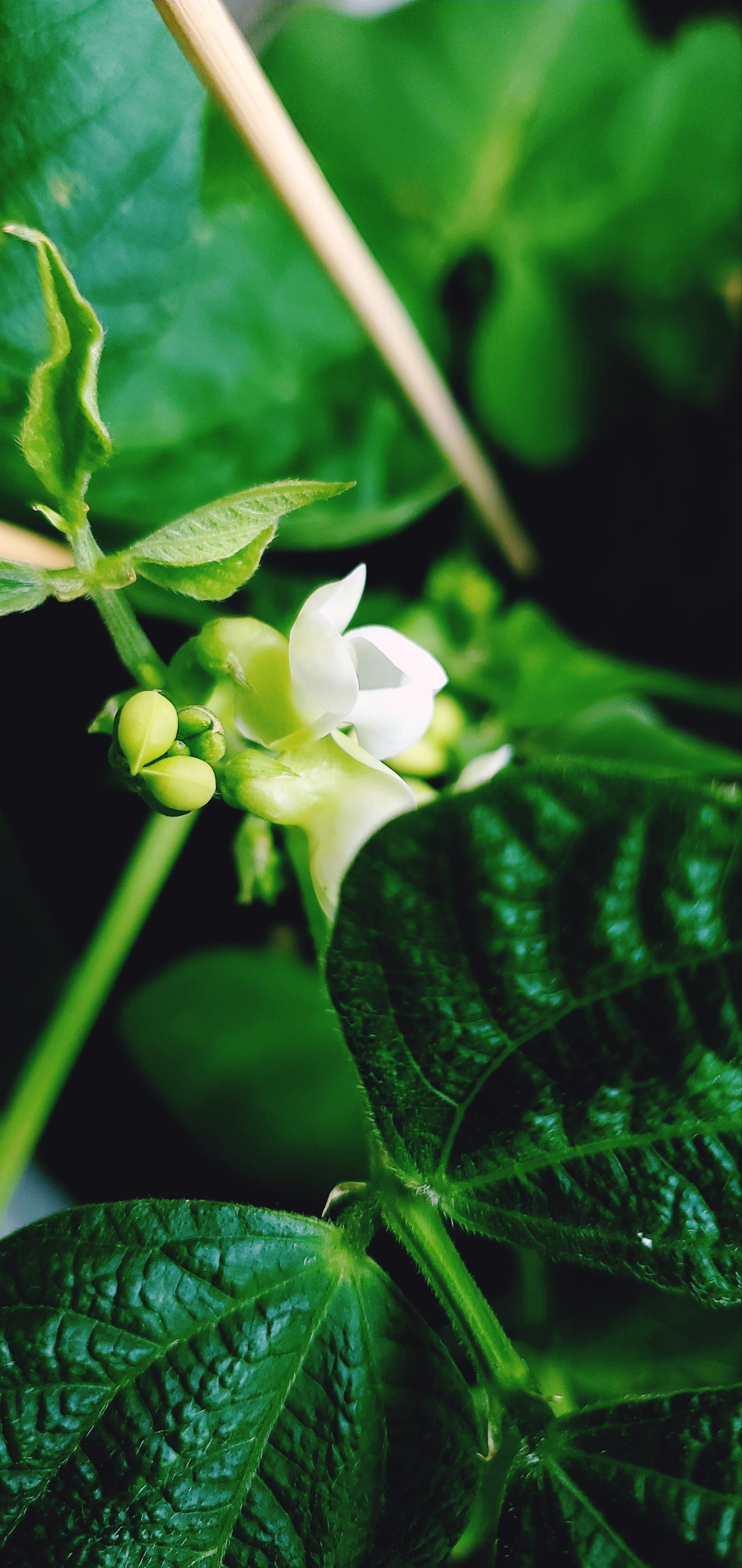 Close-up of a white flower with green leaves