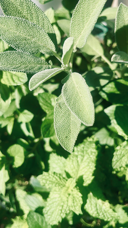 Herbs Up Close In 4K Photo