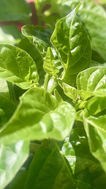 Hot Pepper Plant Up Close In 4K