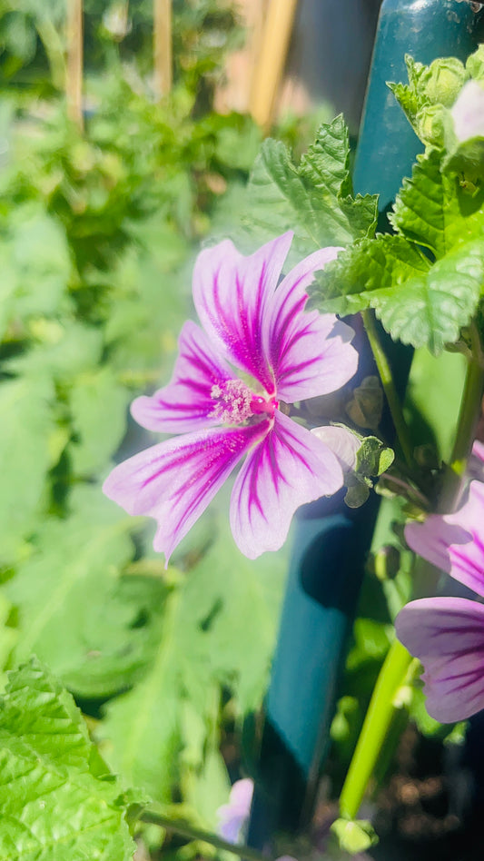 Focused Malva 4K Plant Flower Photo
