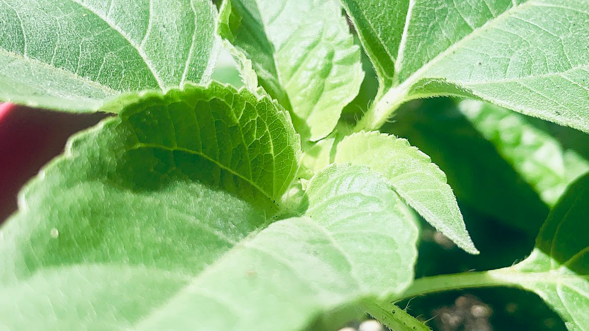 Sunflower Plant In 4K Up Close (Landscape)
