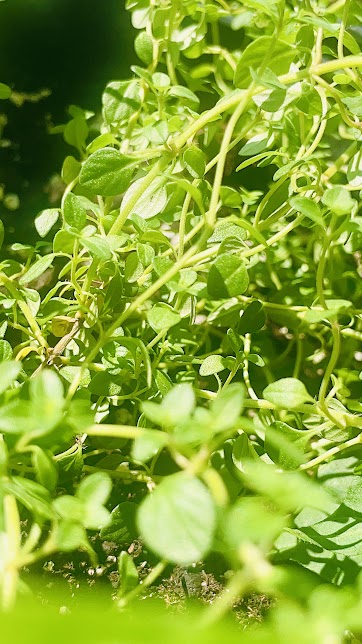 Up Close Lemon Thyme Plant Photo In 4K