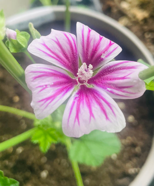 Focused Malva Plant Flower In 4K