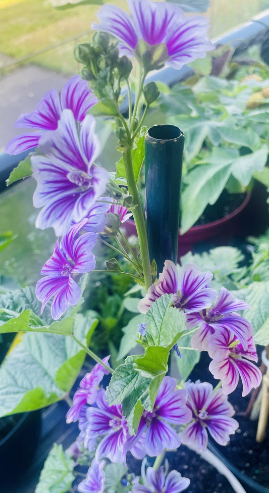 Purple flowers with green leaves in a garden setting
