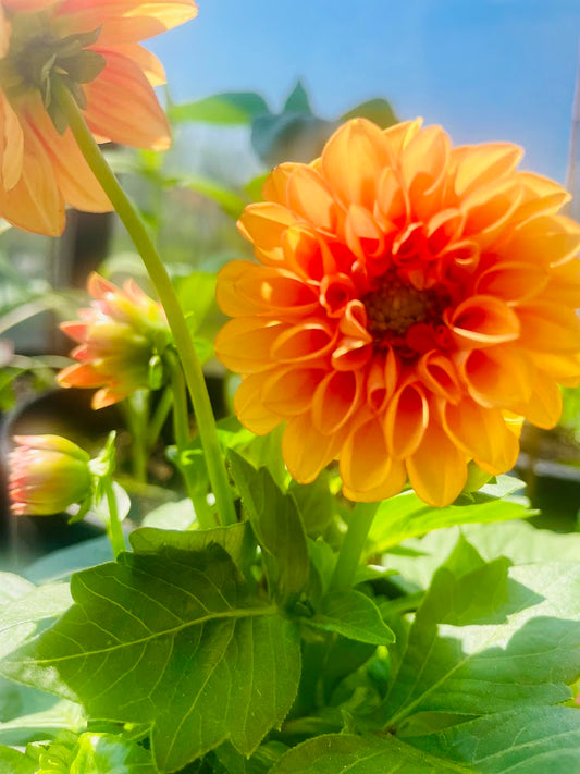 Up Close Dahlia Flower In 4k Photo (Orange)