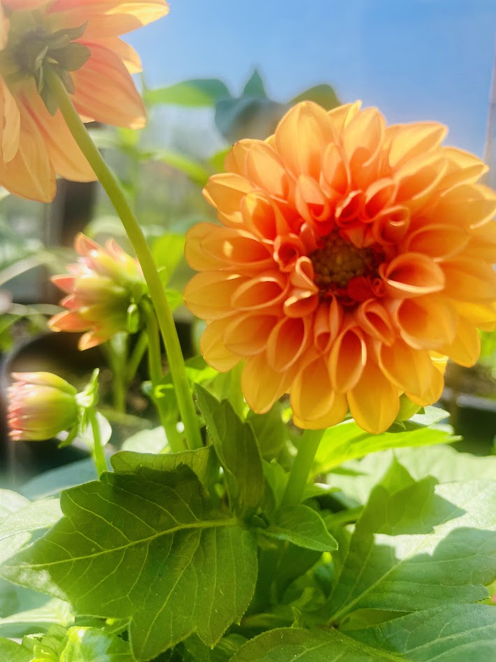 Premium Dahlia Photos In 4K Orange & Yellow 4 Pack (20% OFF)