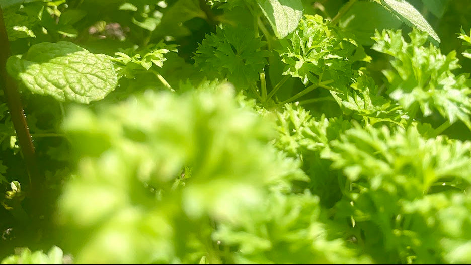 Close-up of green plants with a blurred background
