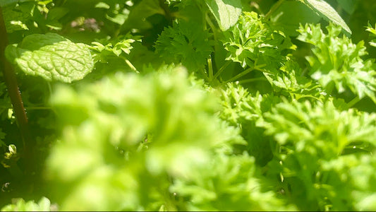 Close-up of green plants with a blurred background