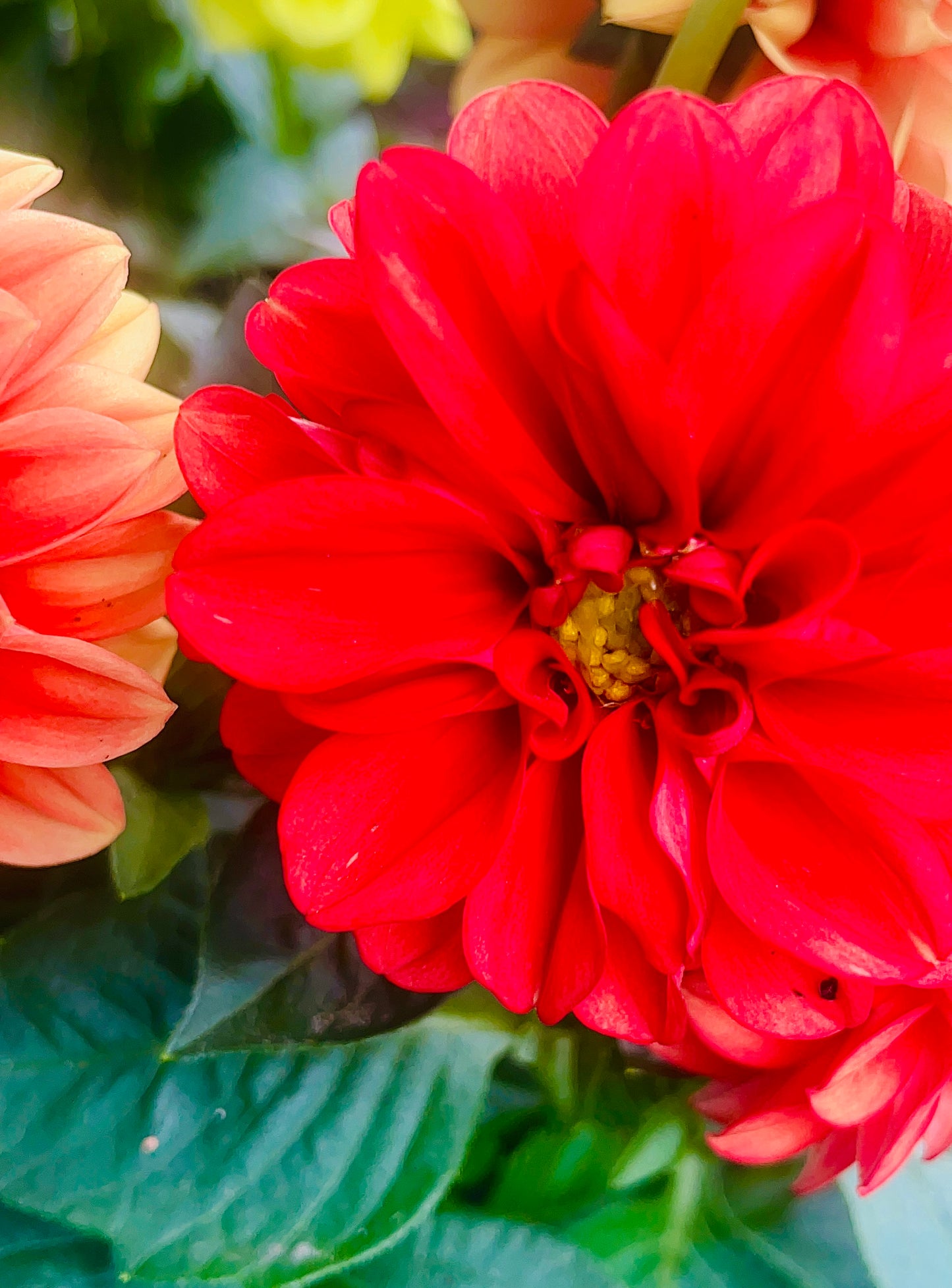 Red Dahlia Flower Bloom In 4K Photo