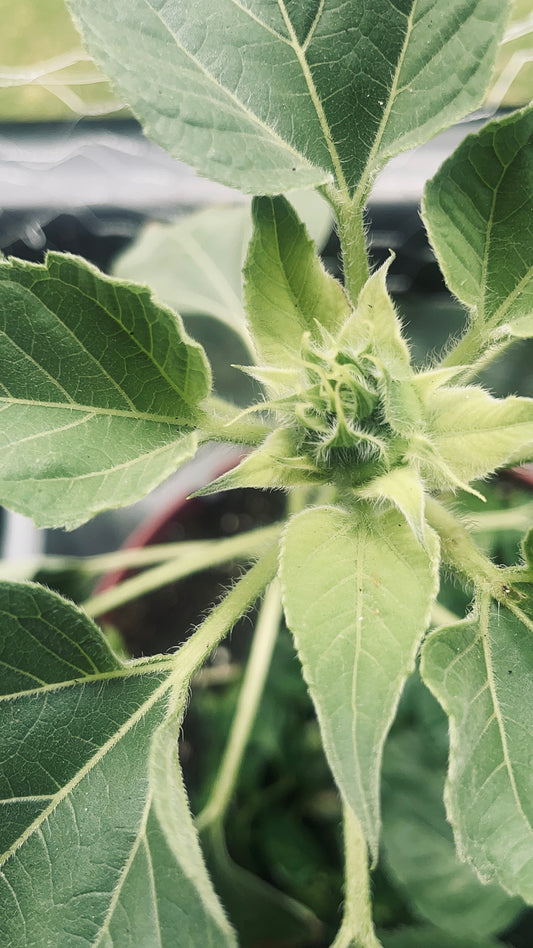 Dwarf Sunflower Blooming In Container 4K Photo