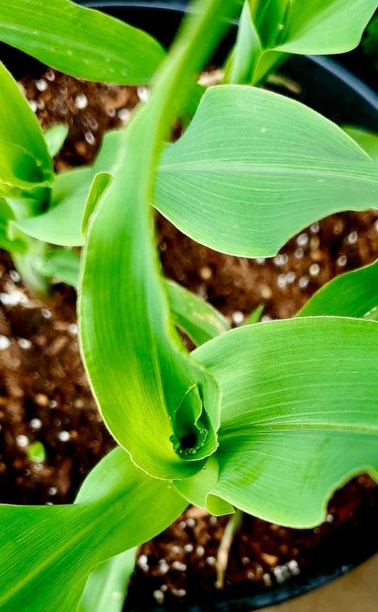 Young corn plant in a pot with soil