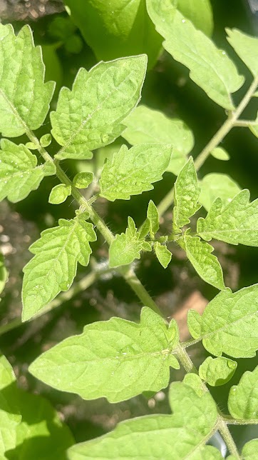Tomato Plant Photo In 4K Close