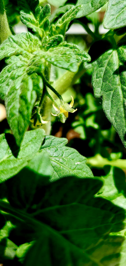 Close-up of a green plant with leaves and a small flower.
