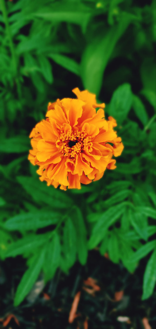 African Marigold 3 Pack Bundle 1440p Photos